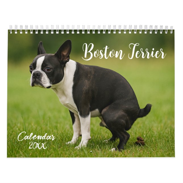calendário Boston Terrier 2026 (Capa)