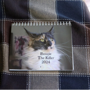 Calendário Bougie Dilute Calico Maine Coon Cat