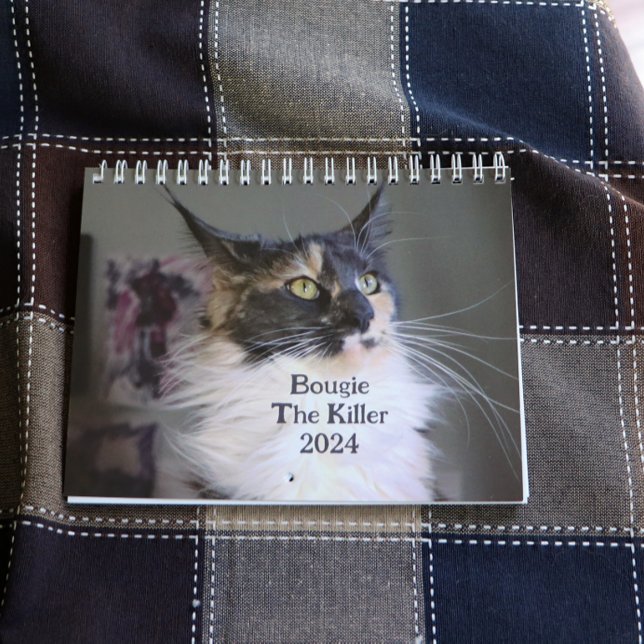 Calendário Bougie Dilute Calico Maine Coon Cat (Criador carregado)