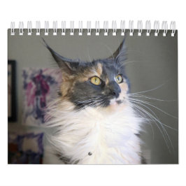 Calendário Bougie Dilute Calico Maine Coon Cat