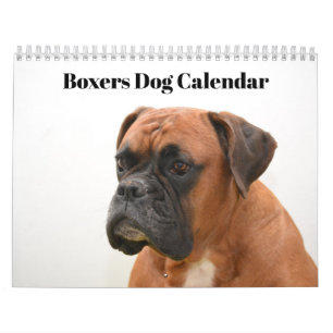 Calendário Boxers Cães 2027