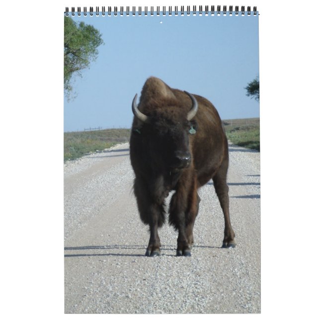 Calendário Buffaloed (Capa)