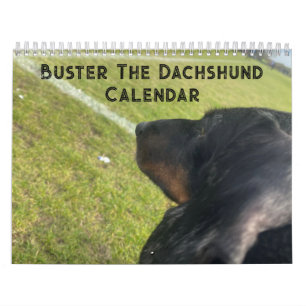 Calendário Buster, o Dachshund