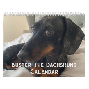 Calendário Buster, o Dachshund
