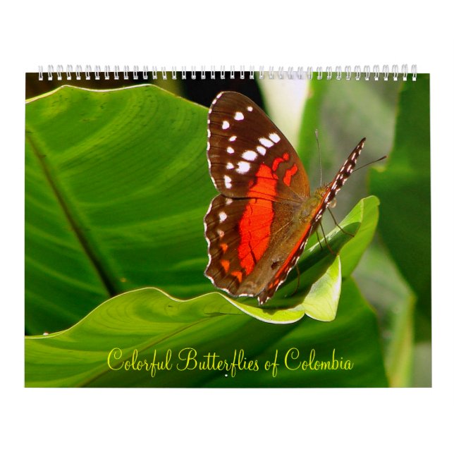 Calendário Butteflies tropical (Capa)