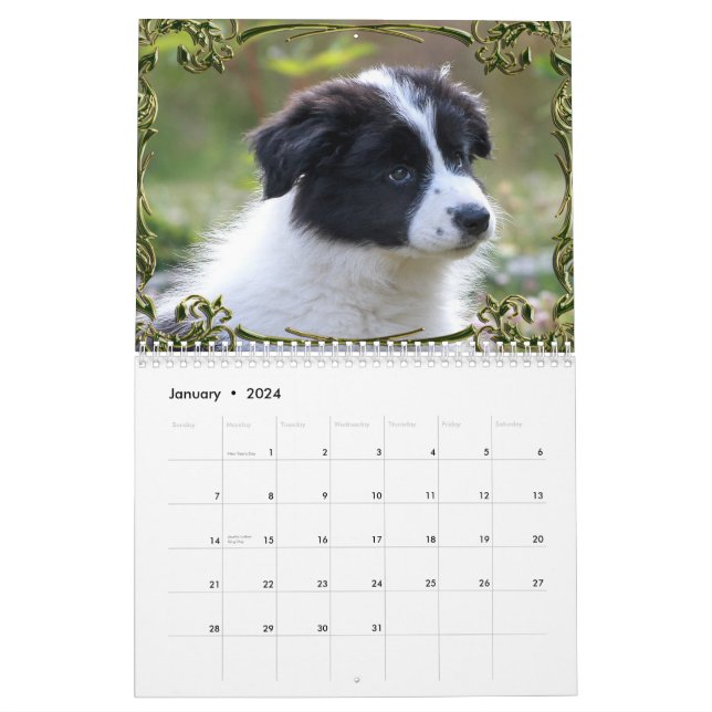 Calendário de raça de cachorro, Border Collie Puppies, Breeds A-B