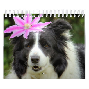 Calendário Cachorro Collie de Borda Exclusivo Original