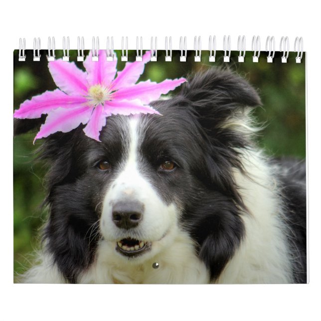 Calendário Cachorro de Collie de Borda Único Original (Capa)