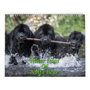 Calendário Cães de Água de Notta Bear