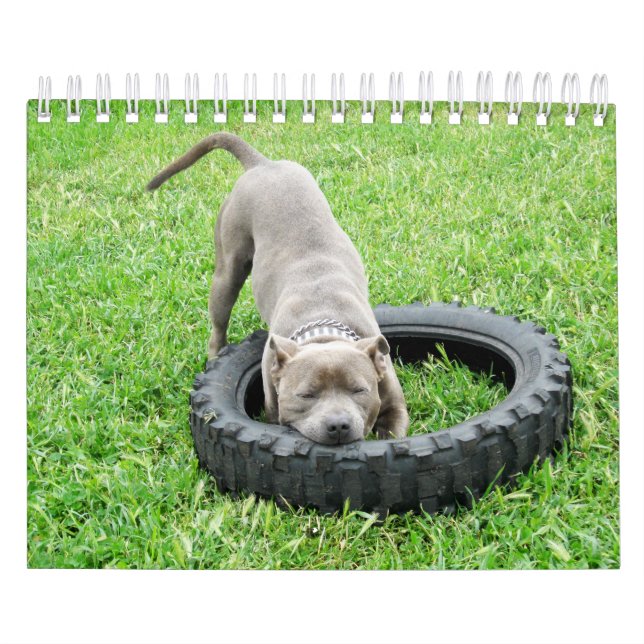 Calendário Cães De Raças Diferentes 2019, (Capa)