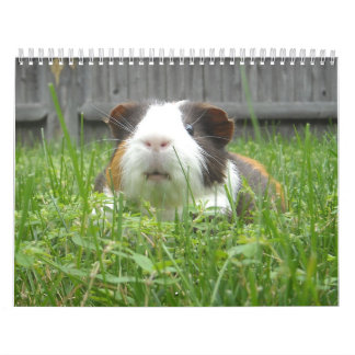 Calendário Calander da cobaia