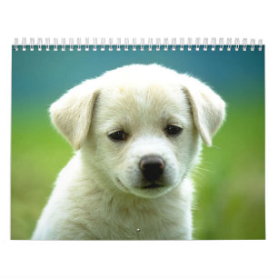 Calendário Calander do cão