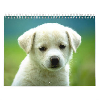Calendário Calander do cão