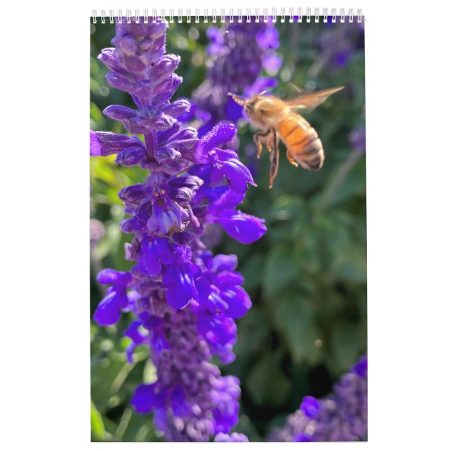 Calendário Calendar Pollinators: Bees and Butterflies (Capa)