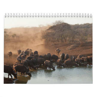 Calendário Calendrier Buffle Calendar Buffalo Animal