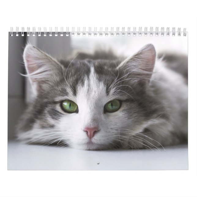 Calendário Calendrier Chat  (Capa)