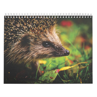Calendário Calendrier Hérissons, Hedgehog