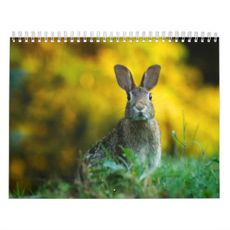 Calendário Calendrier Lièvre Lapin, Calendar Rabbit Hares