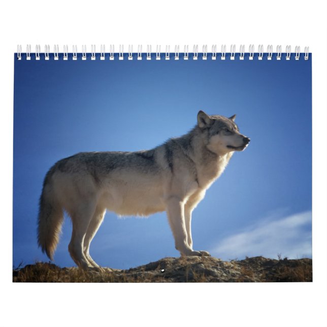Calendário Calendrier Loup, Calendar Wolf (Capa)