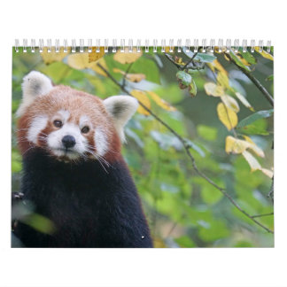Calendário Calendrier Panda Roux Calendar Red panda