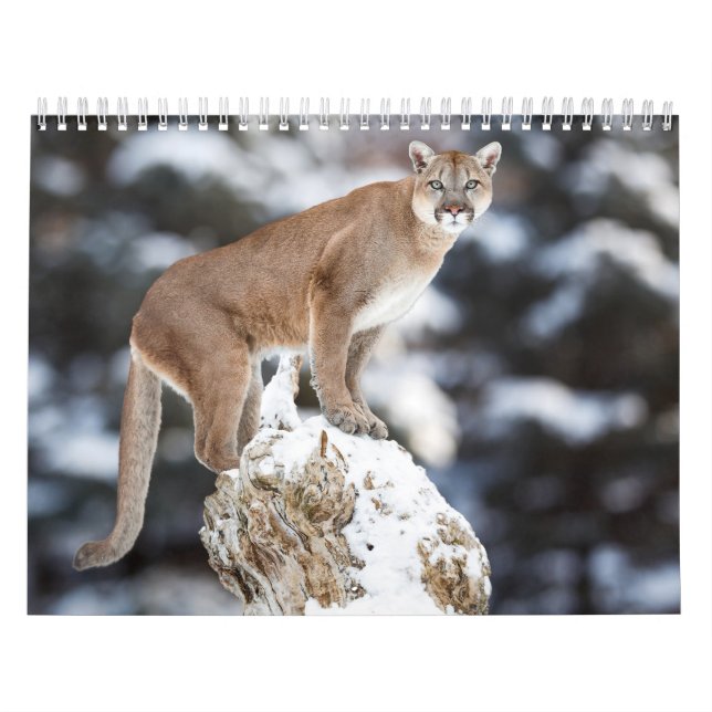 Calendário Calendrier Puma Calendar Cougar  (Capa)