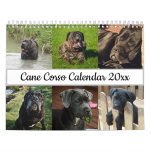 Calendário Cane Corso