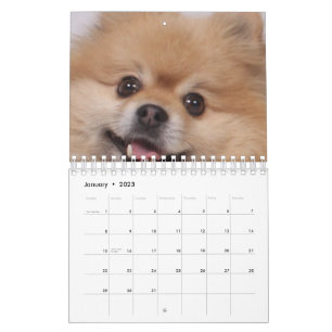 Calendário Cão