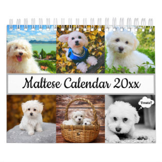 Calendário Cão Maltês