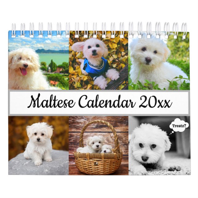 Calendário Cão Maltês (Capa)