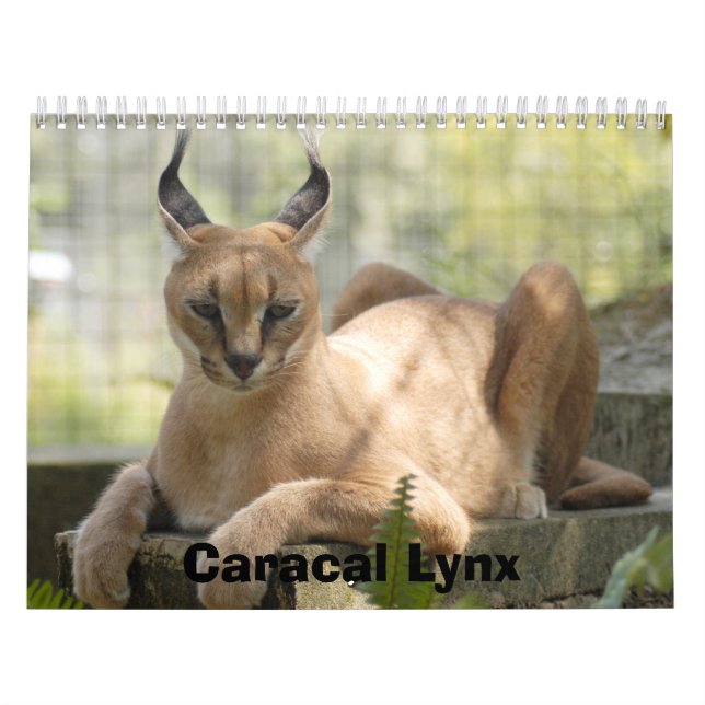 Calendário CaracalBCR058, lince de Caracal (Capa)