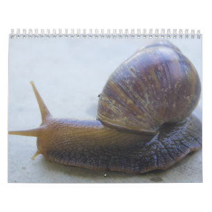 Calendário Caracóis