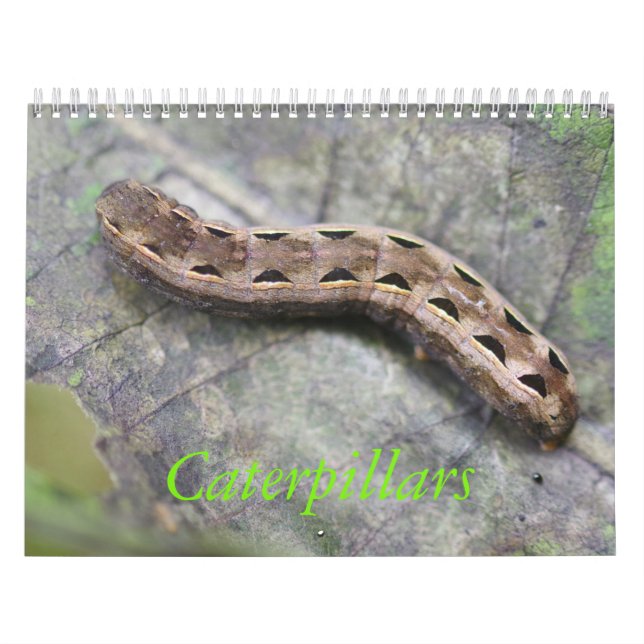 Calendário Caterpillar Calendar (Capa)