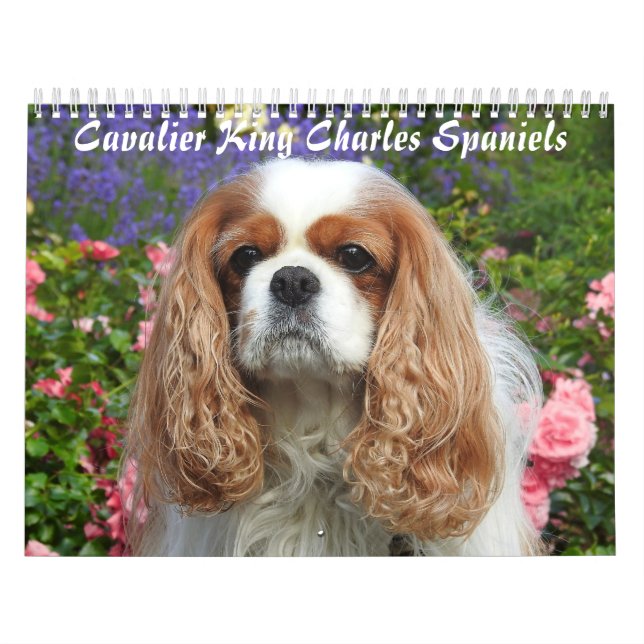 Calendário Cavalier King Charles Spaniel Cog 2 (Capa)