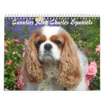Cavalier King Charles Spaniel Cog 2