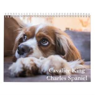 Calendário Cavalier King Charles Spaniel Dog