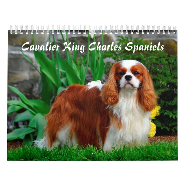 Calendário Cavalier Rei Charles Spaniel (Capa)