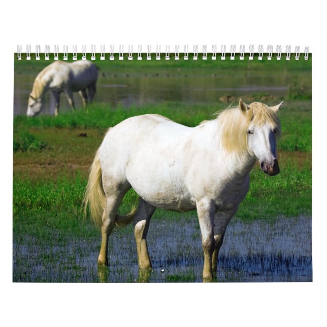 CALENDÁRIO CAVALOS BRANCOS (Capa)