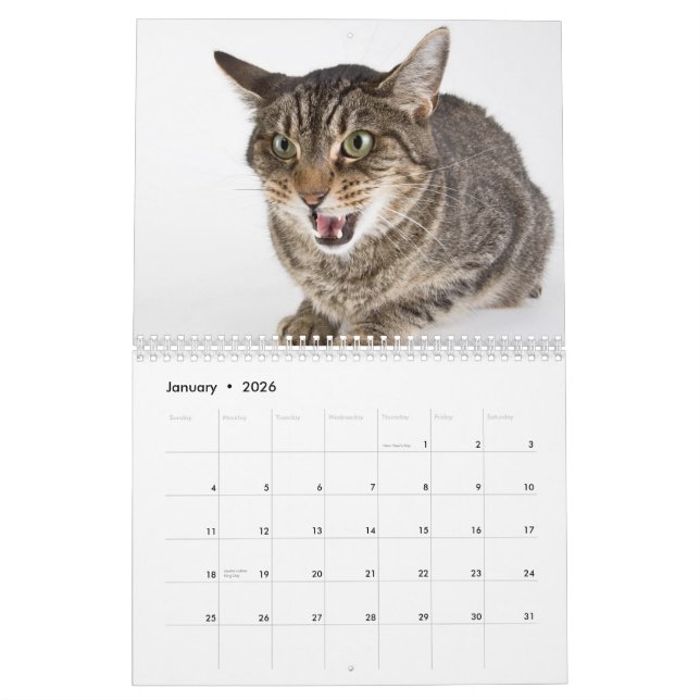 Calendário Cenas não editadas dos gatos do abrigo (Jan 2026)
