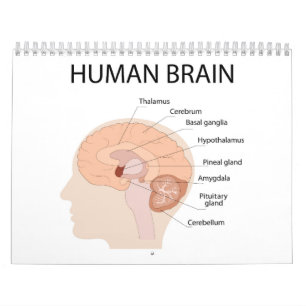 Calendário Cérebro humano