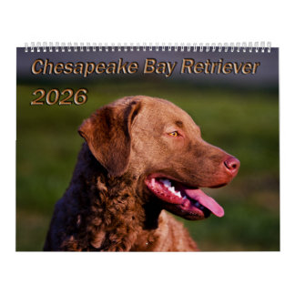 Calendário Chesapeake Bay Retriever 2026 Calendar