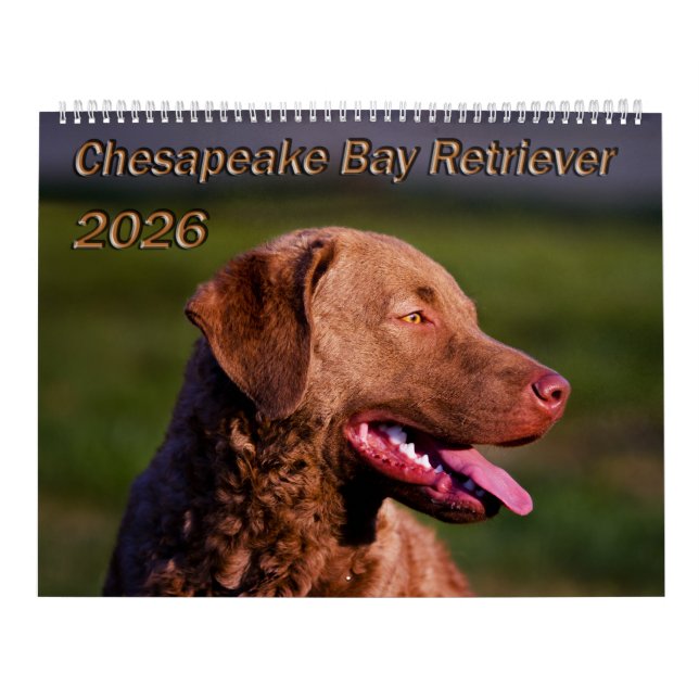 Calendário Chesapeake Bay Retriever 2026 Calendar (Capa)