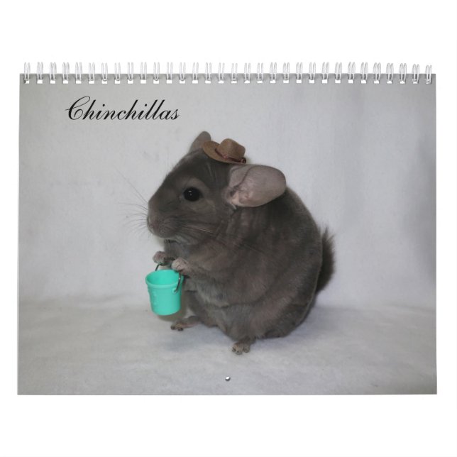 Calendário Chinchilla Calendar (Capa)