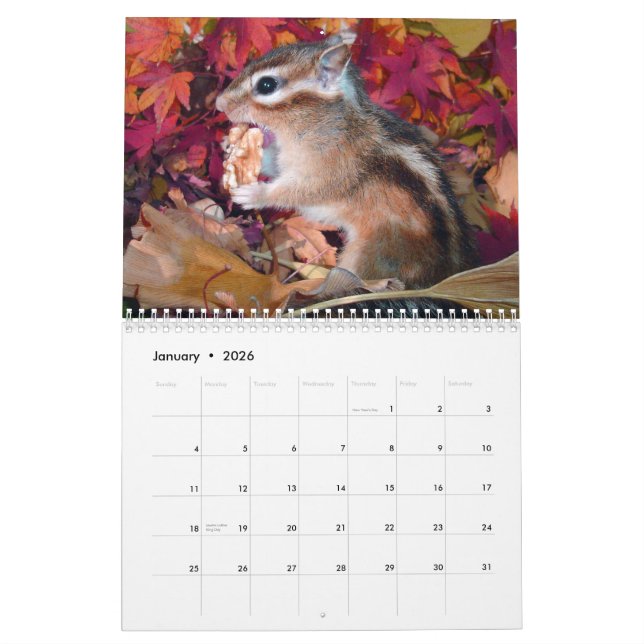 Calendário chipmunk,Squirrel,photo,calendar (Jan 2026)