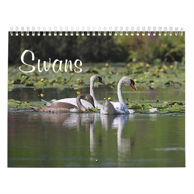 Calendário Cisnes (Capa)