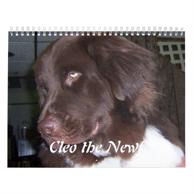 Calendário Cleo o cão de Terra Nova (Capa)