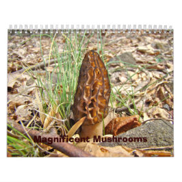 Calendário - Cogumelos Magníficos