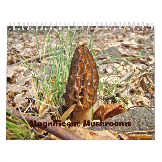Calendário - Cogumelos Magníficos (Capa)