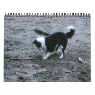 Calendário de raça de cachorro, Border Collie Puppies, Breeds A-B