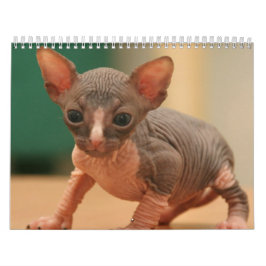 Calendário com os gatinhos bonitos de um sphynx