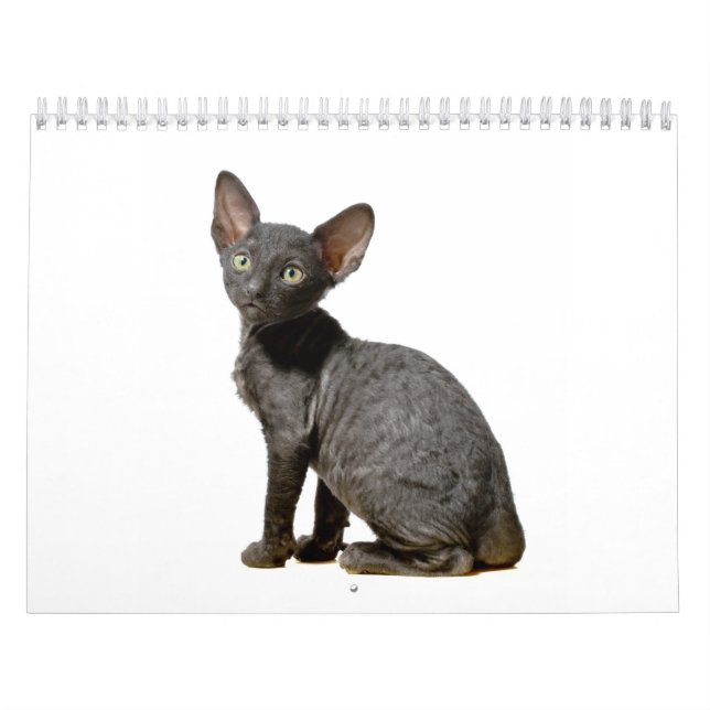 Calendário Cornish dos gatinhos de Rex (Capa)